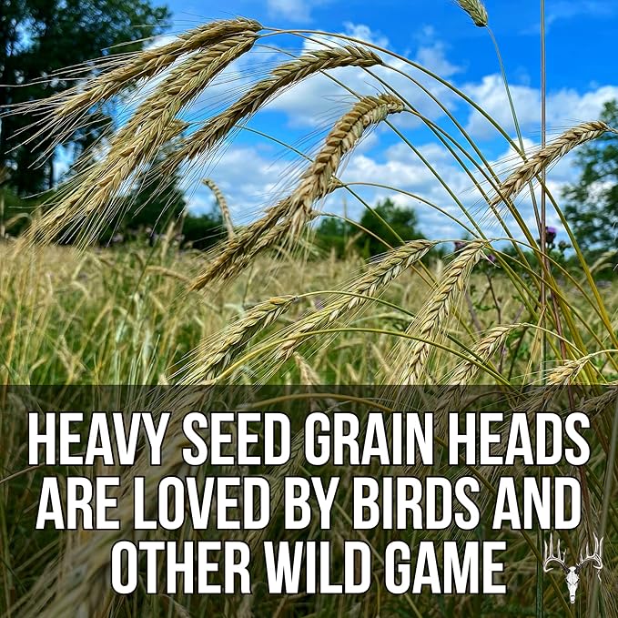 Last Resort Blend, 50LB Bulk, Winter Food Plot Seed for Deer, Cereal Grain Rye, Wheat, Barley, Triticale & Oat Seeds Grow Whitetail & Turkey Attractants & Cold Hardy Hunting Food Plots