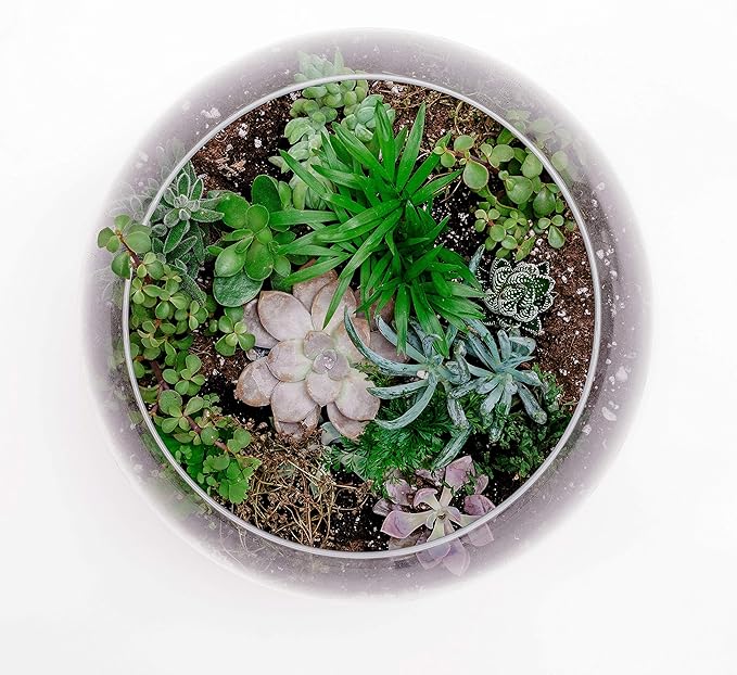 WGV Bowl Glass Vase Bulk, Diameter 10", Height 8", Open Width 6", (Multiple Sizes Choices) Clear Bubble Planter Terrarium Fish Bowl for Wedding Event Home Decor, 4 Pieces (VBW0010)
