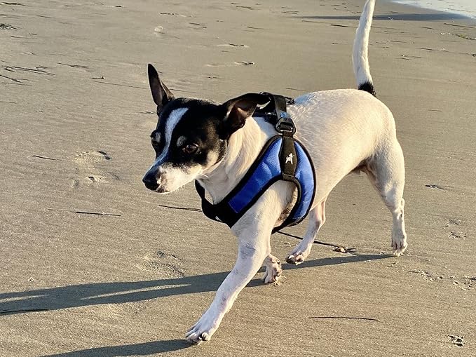 Gooby Escape Free Easy Fit Harness - Blue, X-Small - No Pull Step-in Patented Small Dog Harness with Quick Release Buckle - Perfect On The Go No Pull Harness for Small Dogs or Medium Dog Harness
