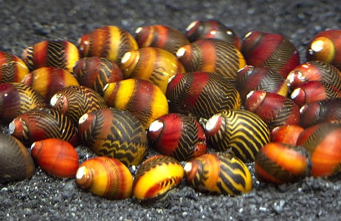 Aquatic Arts 20 Red Racer Nerite Snails | Freshwater Aquarium Snail | Glass Scraper/Scrubber | Nano Tank Decorations