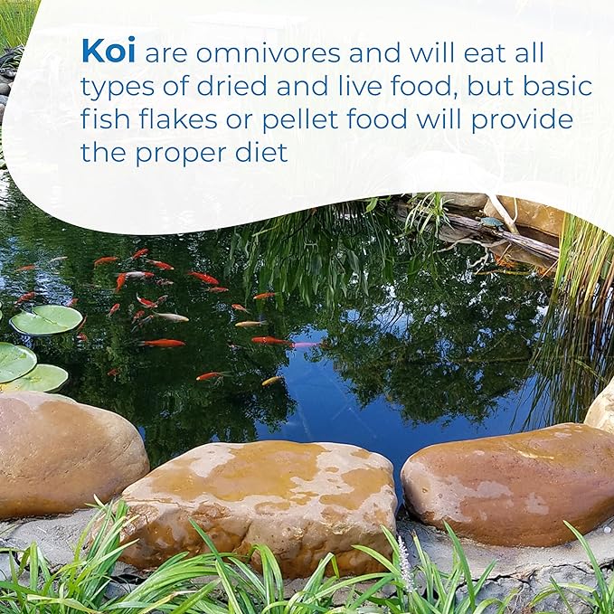 Toledo Goldfish Standard Fin Koi, Variety of Colors and Patterns - Beautiful Live Fish Perfect for Ponds, Tanks, and Aquariums - 3-4 Inches, 3 Count