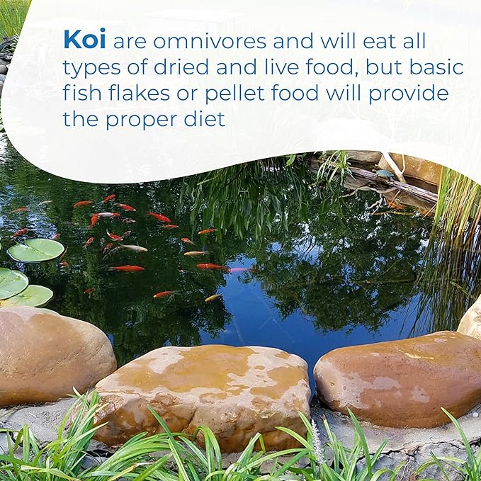 Toledo Goldfish Standard Fin Koi, Variety of Colors and Patterns - Beautiful Live Fish Perfect for Ponds, Tanks, and Aquariums - 6-8 Inches, 10 Count