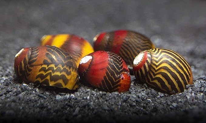Aquatic Arts 30 Red Racer Nerite Snails | Snail for Nano Fish Tanks | Great with Dwarf Shrimp/Aquarium Plants/Freshwater Fish