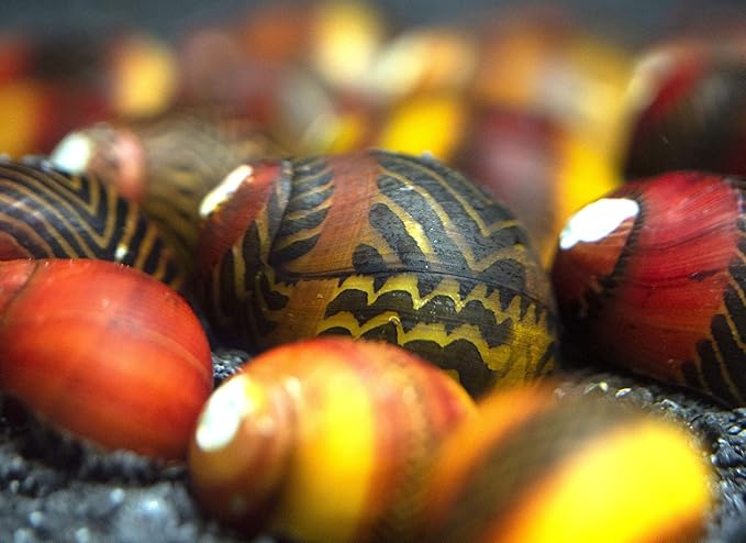 Aquatic Arts 20 Red Racer Nerite Snails | Freshwater Aquarium Snail | Glass Scraper/Scrubber | Nano Tank Decorations