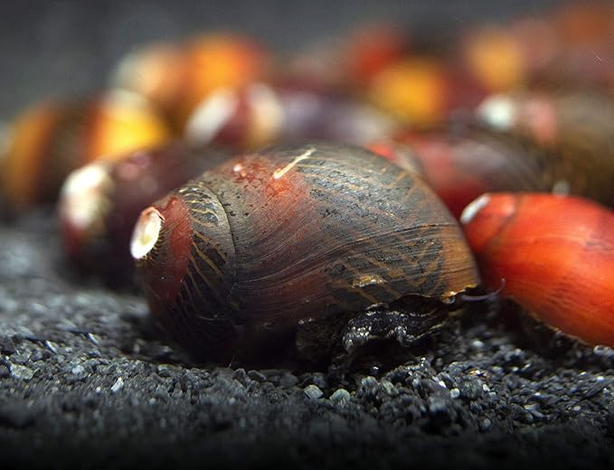 Aquatic Arts 30 Red Racer Nerite Snails | Snail for Nano Fish Tanks | Great with Dwarf Shrimp/Aquarium Plants/Freshwater Fish