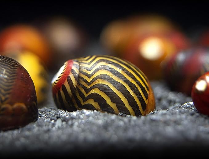 Aquatic Arts 20 Red Racer Nerite Snails | Freshwater Aquarium Snail | Glass Scraper/Scrubber | Nano Tank Decorations