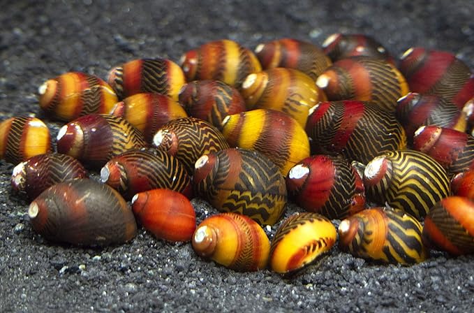 Aquatic Arts 30 Red Racer Nerite Snails | Snail for Nano Fish Tanks | Great with Dwarf Shrimp/Aquarium Plants/Freshwater Fish