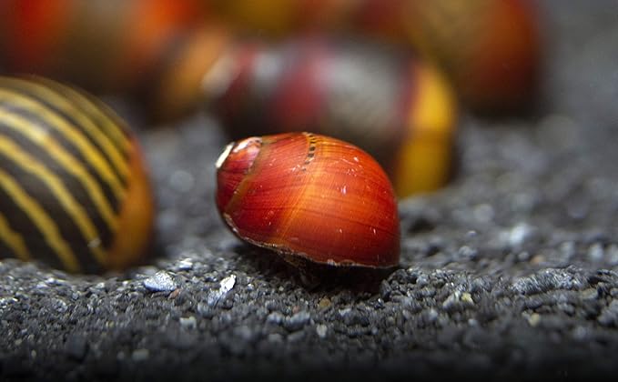 Aquatic Arts 20 Red Racer Nerite Snails | Freshwater Aquarium Snail | Glass Scraper/Scrubber | Nano Tank Decorations