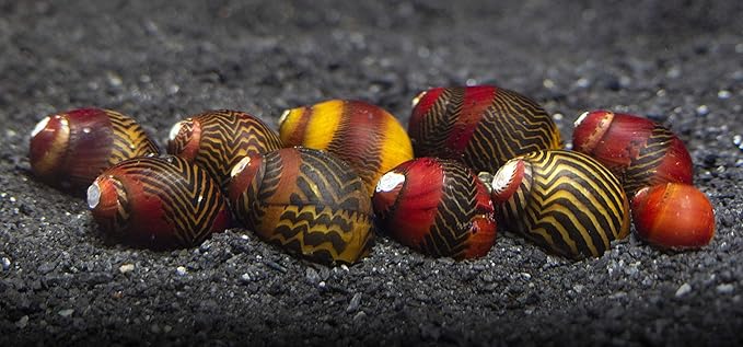 Aquatic Arts 20 Red Racer Nerite Snails | Freshwater Aquarium Snail | Glass Scraper/Scrubber | Nano Tank Decorations