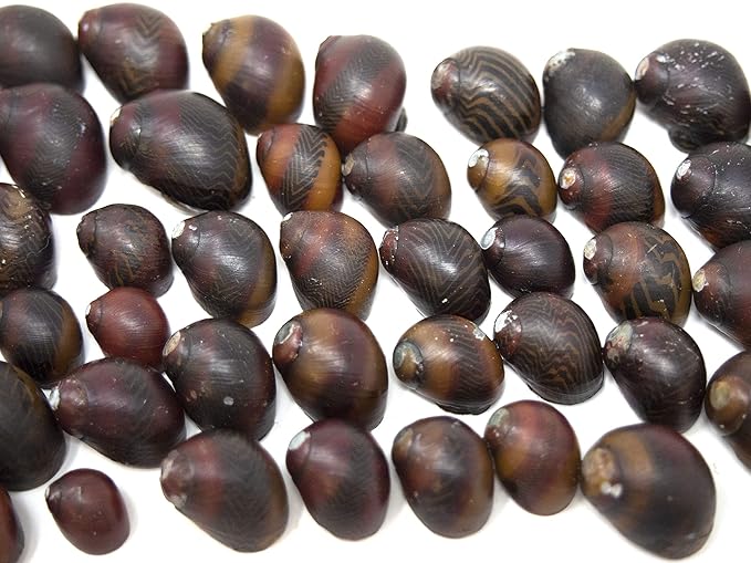 Aquatic Arts 20 Red Racer Nerite Snails | Freshwater Aquarium Snail | Glass Scraper/Scrubber | Nano Tank Decorations