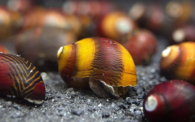 Aquatic Arts 20 Red Racer Nerite Snails | Freshwater Aquarium Snail | Glass Scraper/Scrubber | Nano Tank Decorations