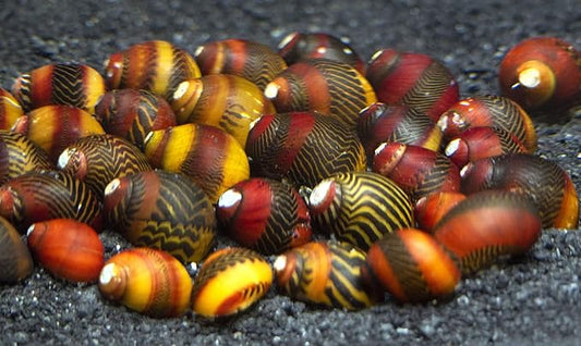 Aquatic Arts 5 Red Racer Nerite Snails | Nano Aquarium Tank Snail | Great with Dwarf Shrimp/Aquarium Plants/Freshwater Fish