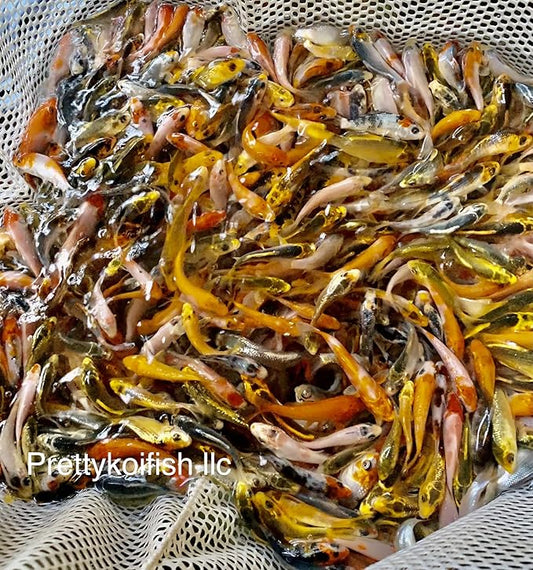 11-Lot Assorted 2"-4" Standard Fin Live Koi Fish A-Quality for Pond Garden PKF