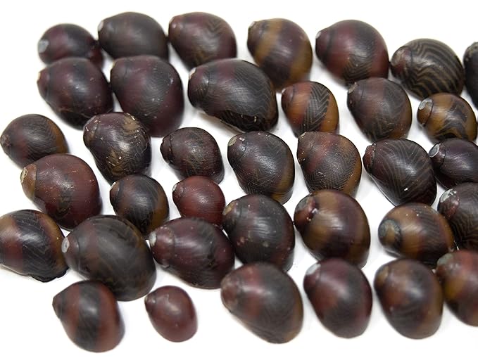 Aquatic Arts 30 Red Racer Nerite Snails | Snail for Nano Fish Tanks | Great with Dwarf Shrimp/Aquarium Plants/Freshwater Fish