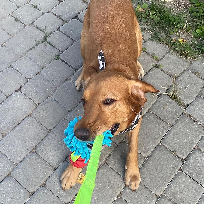 Dingo Dog tug of war Toy for Outdoor Play Traning Agility,Cuddly and Shaggy Plush tug Toy for Motivation and Fun,Soft Nubby-Textured Noodle Plush with Bungee Shock Absorber and Rubber Ball Blue 15587