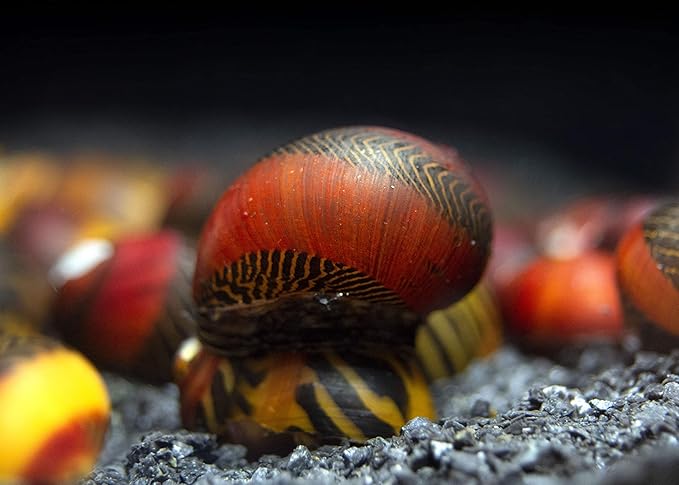 Aquatic Arts 20 Red Racer Nerite Snails | Freshwater Aquarium Snail | Glass Scraper/Scrubber | Nano Tank Decorations