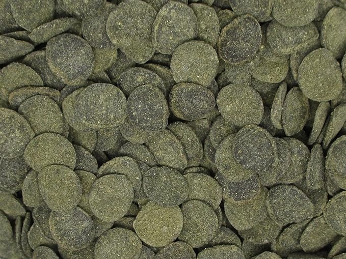 Mini Algae Discs - Sinking Diet for Snails, Shrimp & Bottom Feeding Fish (3oz (85g))